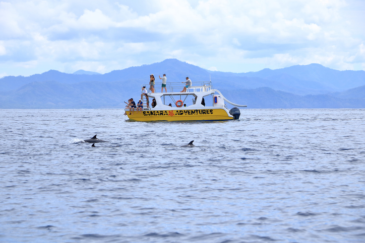 dolphin watching boat tour in key west