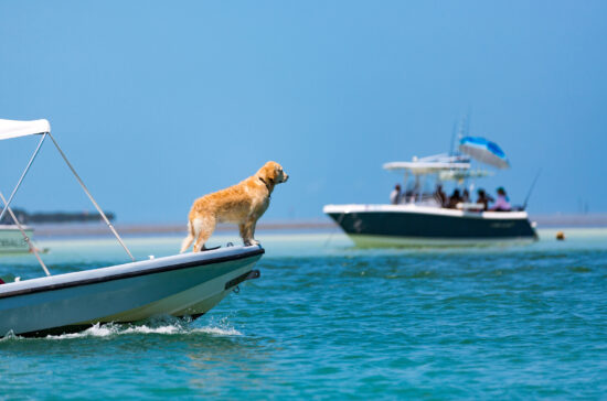 Captain golden retriever in a boat tour to sandbar in key west
