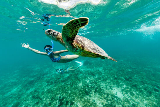 turtle having fun while a tourist is snorkeling in a tour