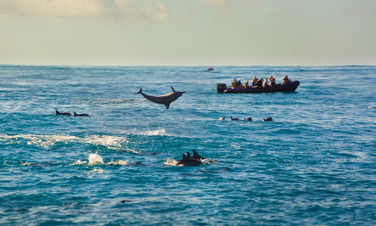 dolphin boat tour in key west